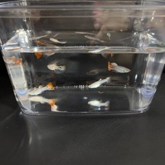 グッピー10匹セットの画像