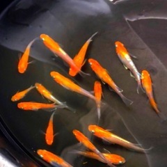 🌇特上SUPER三色🌇【針子 】体外光ひかりラメ魚メダカ【針子計３０匹 】No 18の画像