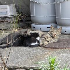 子猫　条件なしです　終了