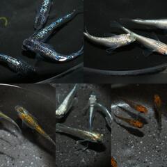 メダカ　幼魚〜若魚🎵色々MIX　10匹の画像