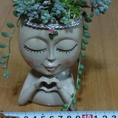 多肉寄植えの画像