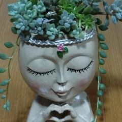 多肉寄植えの画像