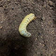 ジャワコーカサス 2～3齢幼虫 １頭 コーカサスオオカブト