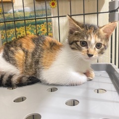 子猫ミケと母ネコ(ミケ相談中　募集一時中止)