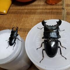 クワガタ、カブトムシの引き取りします