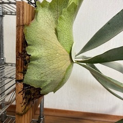 ビカクシダ　ビーチーの画像