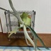 ランキングキーワードに紐づく投稿画像-観葉植物