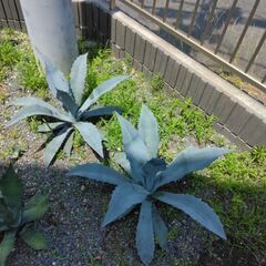 アガベ　アブルプタ　アメリカーナ　シルバーブルーの画像