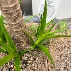ドラセナ　カンボジアーナ　
の画像