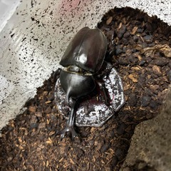 カブトムシ　♂　1匹～（希望があれば追加可能）の画像