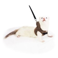 ferret ランランハーネス アニマル クマ S フェレットの画像