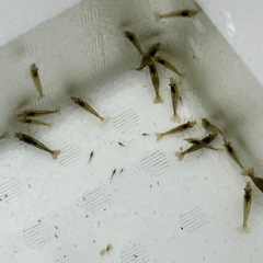 【相談中です】ミナミヌマエビ⑧の画像