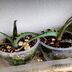 ランキングキーワードに紐づく投稿画像-多肉植物
