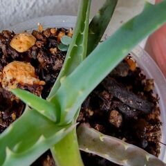 <<NEW>>【多肉植物】アロエ属『キダチアロエ』(KDA100)の画像