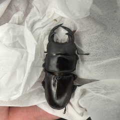 （新成虫）阿古谷産オオクワガタ　ペアの画像
