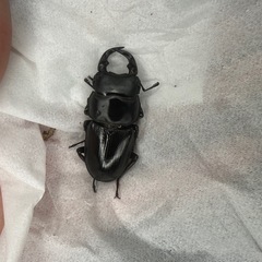 （新成虫）阿古谷産オオクワガタ　ペアの画像
