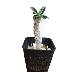 レア パキポディウム タッキー