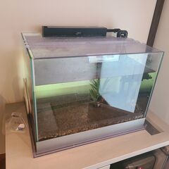 使用期間1年4ヶ月特許取得済み水槽GLOSSOの画像