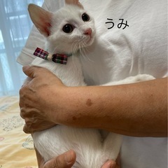 抱っこ大好き白猫うみ君