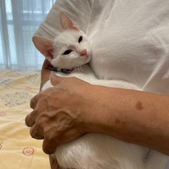 抱っこ大好き白猫うみ君 - 猫