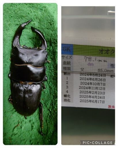 別売り可能】1ペア オオムラサキ（四川省/中国）
