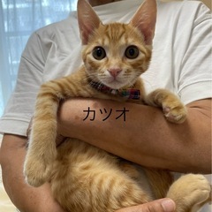 抱っこ大好き茶トラカツオ君