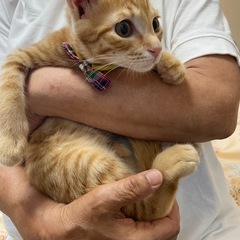 抱っこ大好き茶トラカツオ君 - 猫