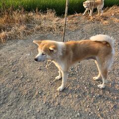 秋田犬になります。