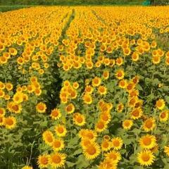 関東地域🌻ひまわり&ポートレート撮影モデル募集🎵