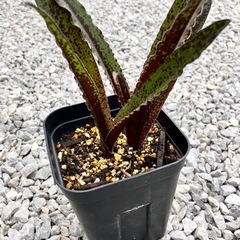 パイナップルリリー
の画像