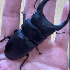 久留米オオクワガタ幼虫10頭セット【最終7/11まで】の画像