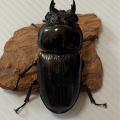 久留米オオクワガタ幼虫10頭セット【最終7/11まで】の画像
