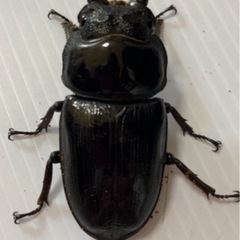 久留米オオクワガタ幼虫10頭セット【最終7/11まで】の画像