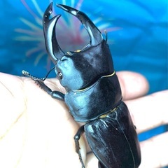 国産オオクワガタ　幼虫　５匹の画像