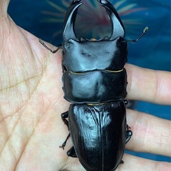 国産オオクワガタ　幼虫　５匹の画像
