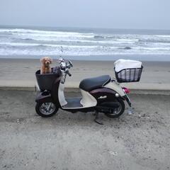 犬友になっていただけませんか?