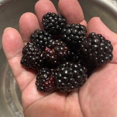 Aブラックベリー苗　トリプルクラウンの画像