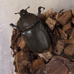 カブトムシ雄の画像