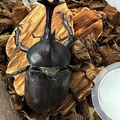 カブトムシ雄の画像