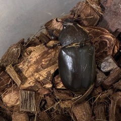 カブトムシ雄の画像