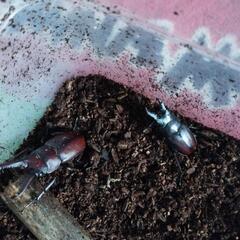 クワガタ　ノコギリクワガタ　コクワガタなど　5匹　の画像
