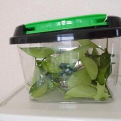 アゲハ蝶の幼虫を育ててくれる方
