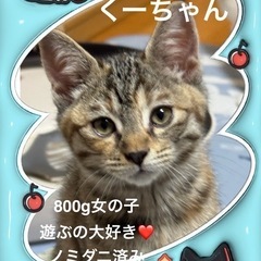 子猫 と 若ママ猫