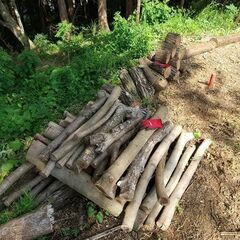 （軽トラ 荷台半分ほど）★★薪（焚き木）用材／広葉樹（クルミ・ヤマザクラ・ニセアカシア 等 混在）／枝木材＆半端材★★の画像