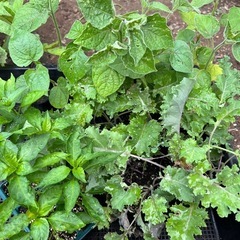 野菜苗