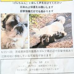 ワンちゃん（シーズー）探してます。