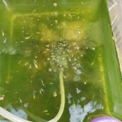 ミックスメダカ稚魚の画像