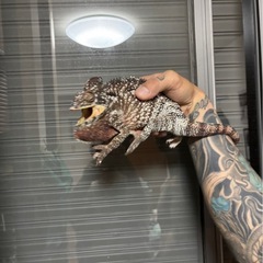 ウスタレカメレオン