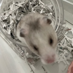 【至急】ゴールデンハムスター