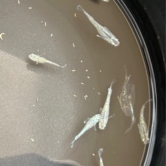 メダカ　飛輪若魚　選外の画像